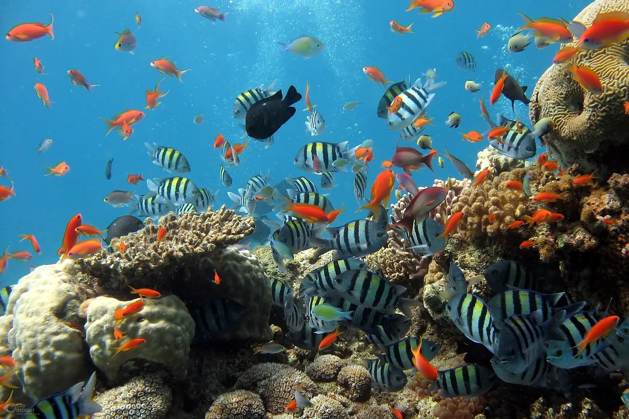 visavietnam-fish-288988_1280