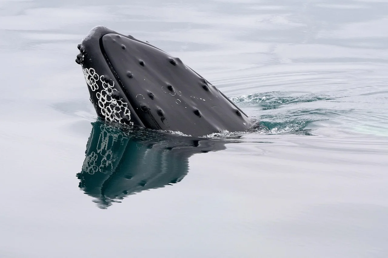 makabera-whale-8274342_1280